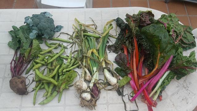 Cesta de la semana con brócoli, remolacha, habas, cebollas tiernas y acelgas rojas y verdes.