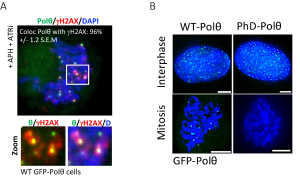 (A) Representative micrographs of immunofluorescence showing GFP-tagged Polϴ foci (green) localizing at mitotic DNA breaks (gammaH2A.X, Red) in human cells following replicative stress induced by the inhibition of ATR (ATRi). (B) Representative micrographs of either WT GFP-Polϴ or the GFP-PhD-Polϴ mutant in interphasic and mitotic cells. While the wild type of Poltheta (WT- Polϴ) is recruited to DNA breaks in interphase and mitosis, the mutant form that cannot be phosphorylated by PLK1 (PhD-Polϴ) is not recruited to mitotic DNA breaks.