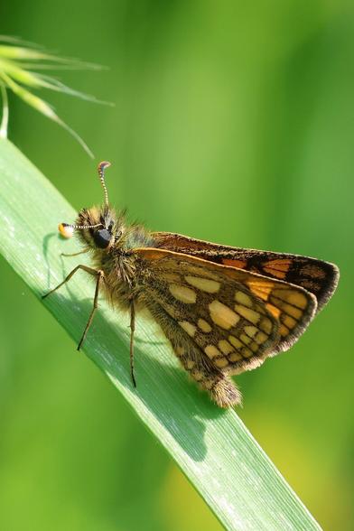 Ein kleiner braun-gelber Schmetterling mit großen schwarzen Augen sitzt auf einem Grashalm. Die Flügel sind halb geschlossen.