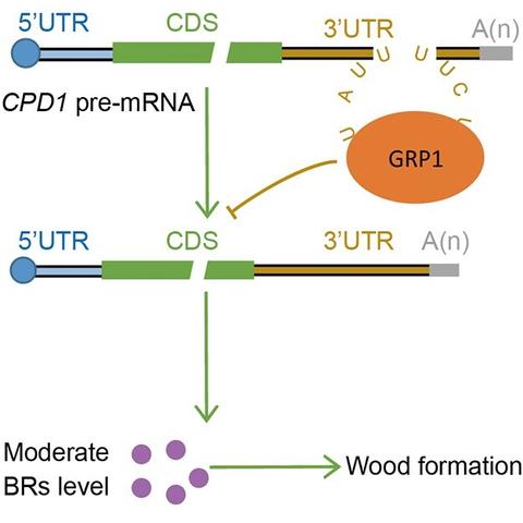 Diagram to show that transgenic poplars repressing PdCPD1 3′ UTR expression displayed moderate levels of BR and promoted wood formation.