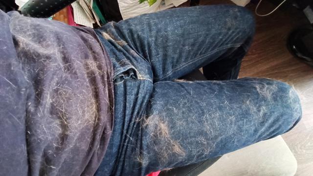 a t-shirt and a blue jean recovered by cat's hair..