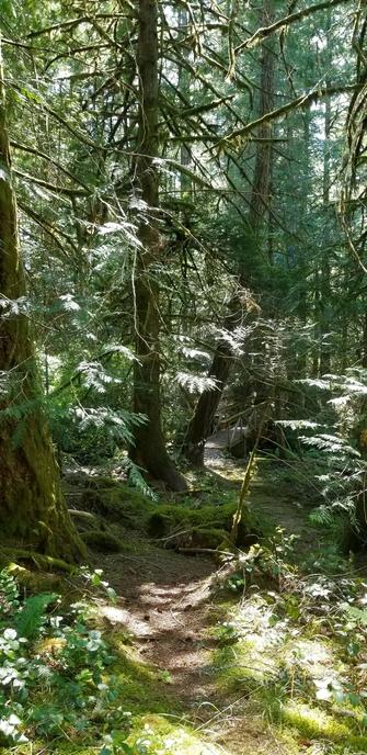 One track hiking trail winding through protected second & third growth succession forest, with boardwalk footbridge.