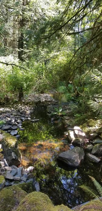 Millstream Creek runs through the forested property. Low water level.