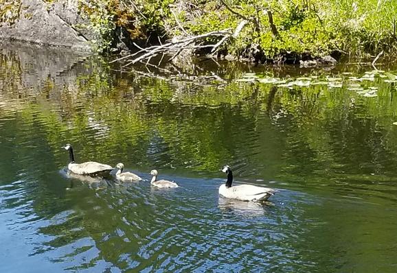 Canadian geese family. Parents with 2 young ones.