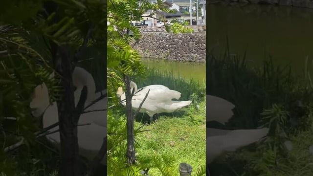 Big duck in nagano prefecture japan