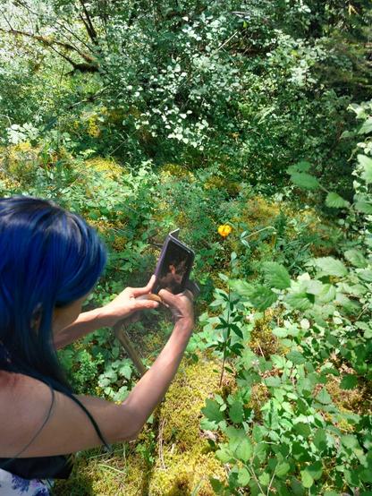 My friend's photo of me taking photo of Columbia lily