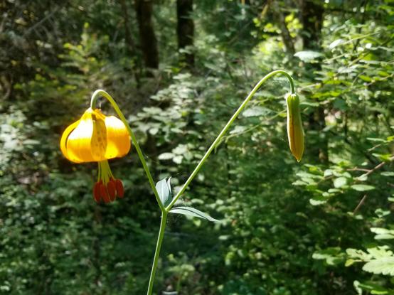Columbia lily.