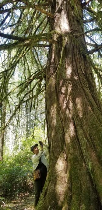 My friend, Julie, taking photo of cedar tree.