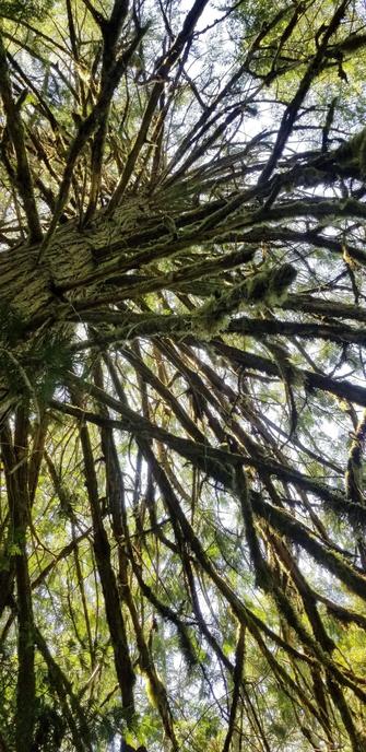 Cool moss covered cedar branches from an old growth in the forest.