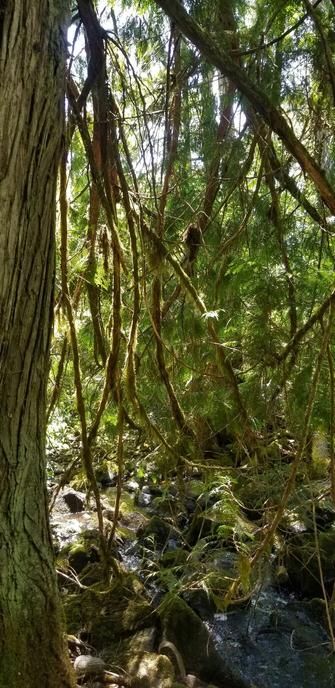 Mossy covered cedar branches, reaching down towards the creek.