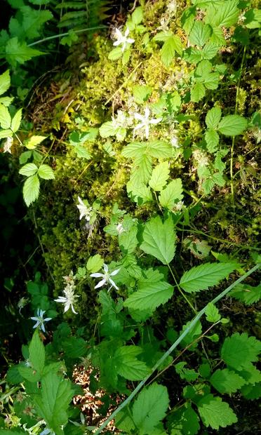 Trailing blackberry plants & flowers.