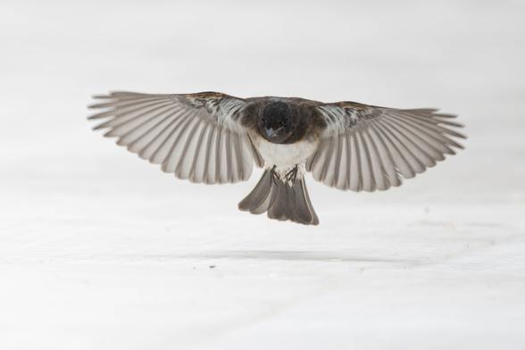 Black phoebe landing on a white background, wings outstretched