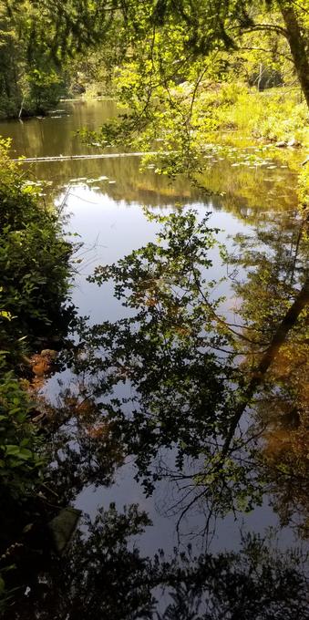 Lake reflections in shaded area. Looking out towards rest of the lake.