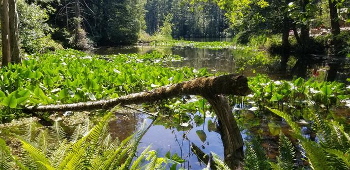 A dead tree, split near trunk, leans into the lake. Lake is filled with skunk cabbage, lotus & other aquatic plants.