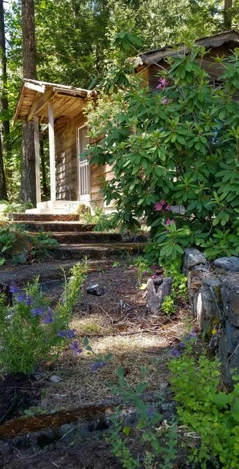 Rhododendrons in front of cabin.