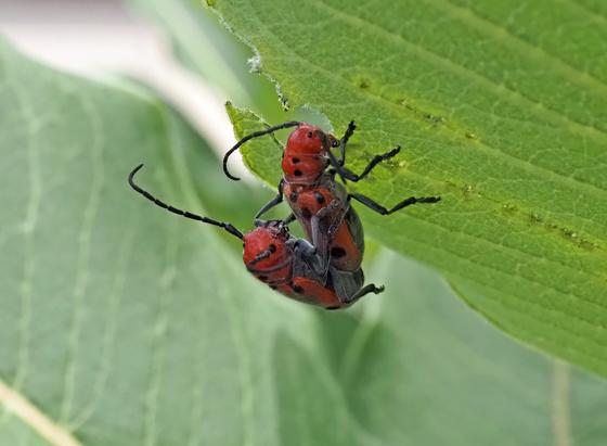 The red beetles with the big antennae and black spots and legs are red milkweek beetles.