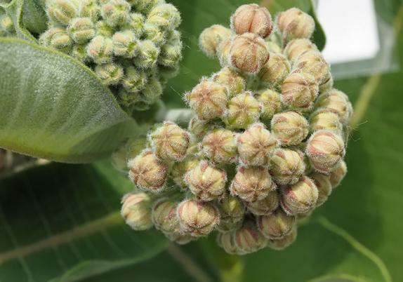 These are common milkweed flower buds. I will come back and take pictures once they open.
