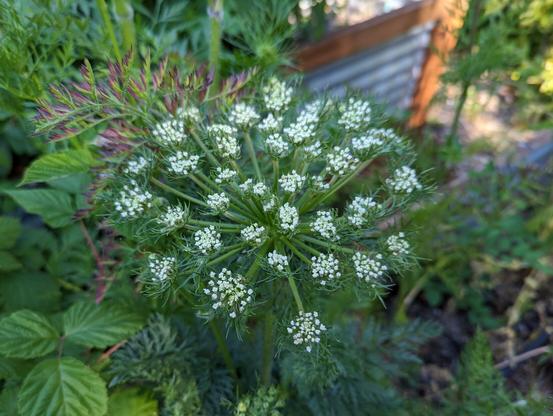 A bunch of little white flowers in clusters coming out of the same stalk
