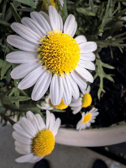 Margerittenblüte