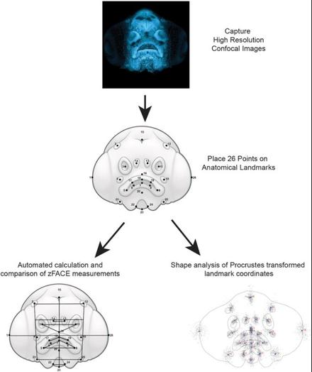 Graphic explaining how morphometric data is extracted by zFACE from confocal images. For more details check out the paper from Maili, et al.