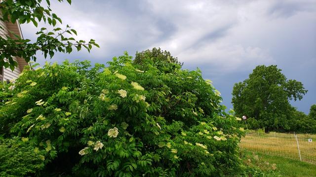 A ginormous copse of elderberry trees with their elderflowers almost in full bloom with thunderstorm clouds in the background.