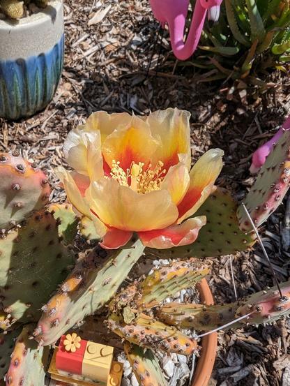 Close-up of a yellow flower with red accents, blooming on a cactus.