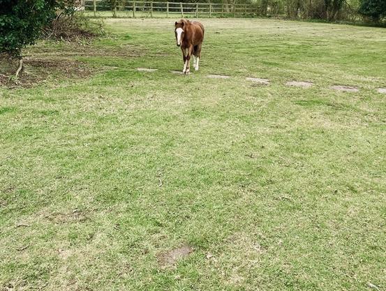 Cutie is a brown horse, with distinctive white blaze nose & fetlocks. She is trotting across the grass to meet me 🥰