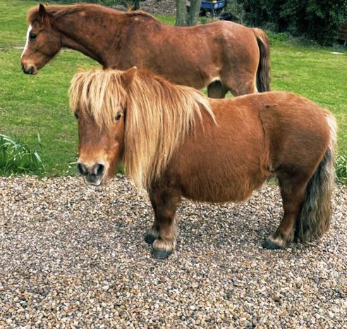 Cutie (rescue) & Blossom: the darling duo. 
Bloss is a wee stocky pony, with a golden brown coat, golden mane, & cream/grey tail 🥰🥰
These two belong to my children 🙌🏾