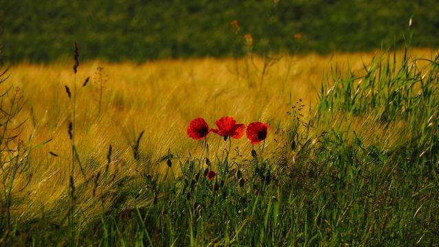 Rote Mohnblumen am Straßenrand. Im Hintergrund ein goldenes Kornfeld