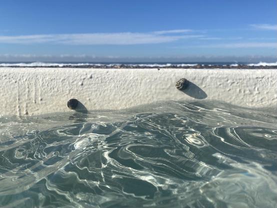 Photo of two small sea snails hanging out on the back wall of the pool at the Ocean Baths. The sky is blue with very thin white clouds. The water is clear pale blue green and the light swirls round with the movement of the water (i can see a shocked face in the patterns). The snails have roundish shells with black and white stripes (the one on the right is more clearly striped). Think they're called zebra snails (which would make sense based on the colouring).
