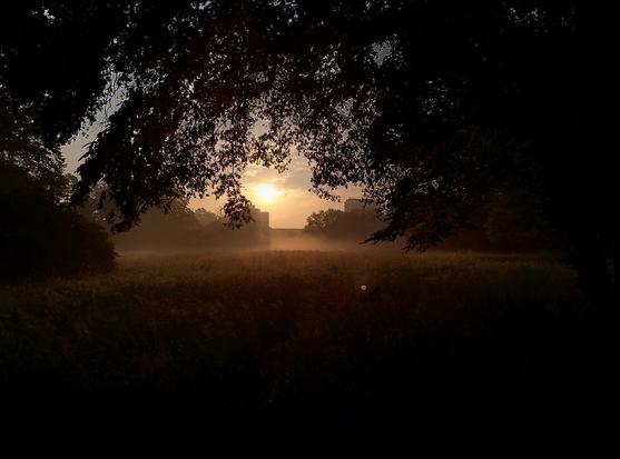 Hohes Gras mit Nebel, dahinter ein orangener Sonnenschein und ein paar Hochhäuser. Im Vordergrund Lauf eines Baumes, worunter das Foto gemacht wurde.