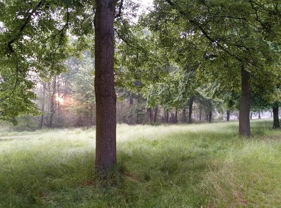 Gras und vereinzelte Bäume im Vordergrund, dahinter Waldähnliches, orangener Sonnenschein bricht durch.