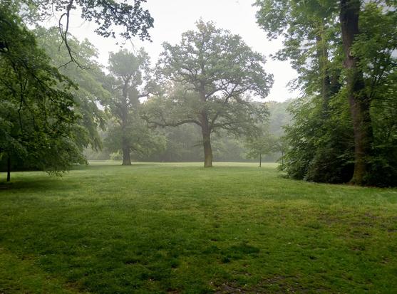 Eine gemähte Wiese, weiter Hinten freistehende Bäume, an der Seite und im Hintergrund Bäume und dichtes Gebüsch. Leichter Nebel ist zu erkennen.