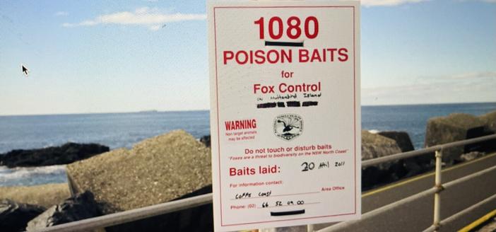 1080 Poison, Coffs Harbour, Food market and ocean
