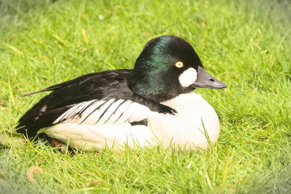 Adult male Common Goldeneye (Bucephala clangula) resting in grass in the sunshine. Its body is covered in black and white plumage and its head is glossy black-green. Its bill is black and it has a white splodge between its bill and its gold-coloured eye.