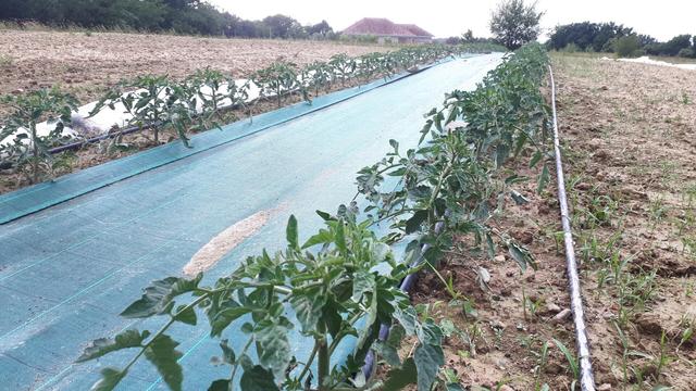 Deux planches de tomates séparées par une toile tissée. À droite un tuyau de gouttes-à-gouttes, puis des mauvaises herbes