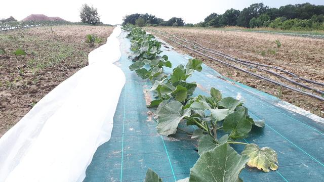 Une planche de courges butternutt plantées à travers une toile tissée