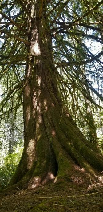 Ancient old growth red cedar tree.