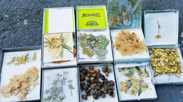 Dried botanicals & pressed flowers collection.