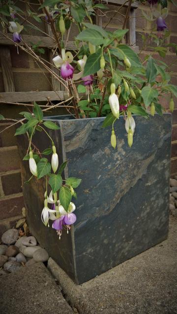 #BackToTheOtherOtherFuchsia