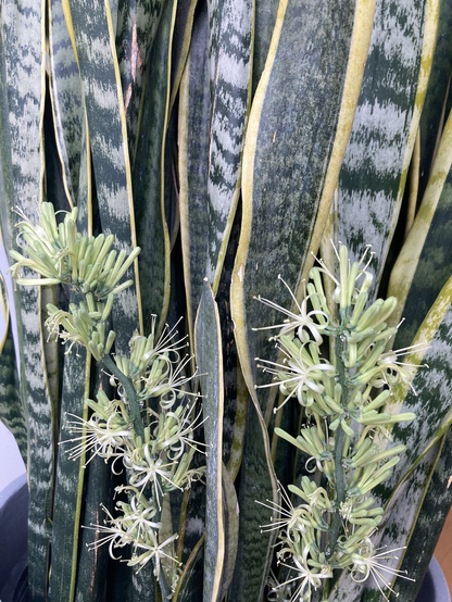 Closeup photo of flowers on a snake plant