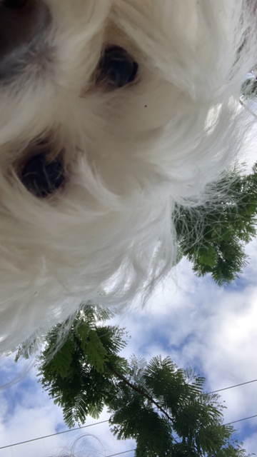 A series of photos taken from below Rocket 🐶 He looks much bigger & imposing 🐕