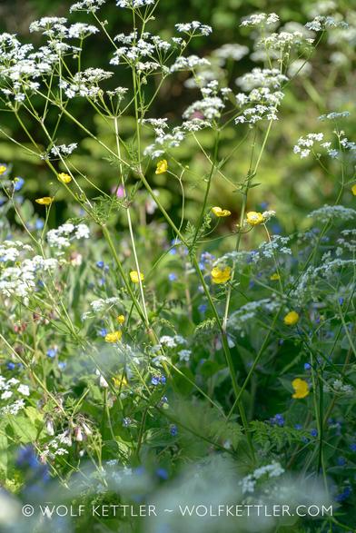 This photograph shows a closeup of a garden path, overgrown with white flowering Cow parsley, yellow Buttercups and blue flowering Green alkanet. Blurry in the background the pink flowers of Red campion.