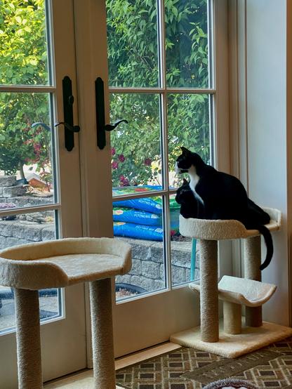 Two identical cat trees next to a French door.  Both cats are jammed onto one of them.