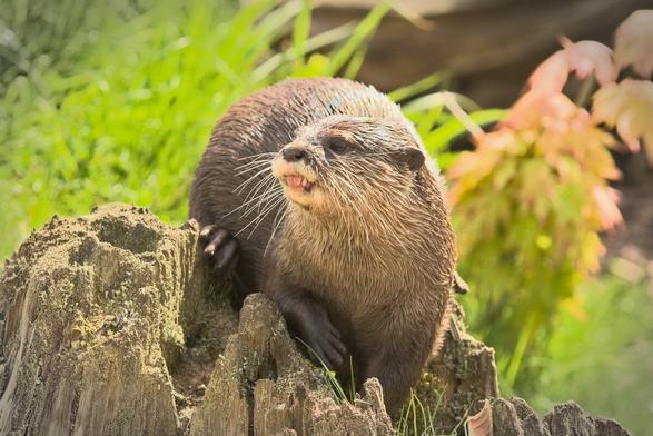 Eurasion otter resting on a rotten tree stump in the sunshine, with blurred green vegetation in the background. It's looking from right to left, facing us and has its mouth slightly open.