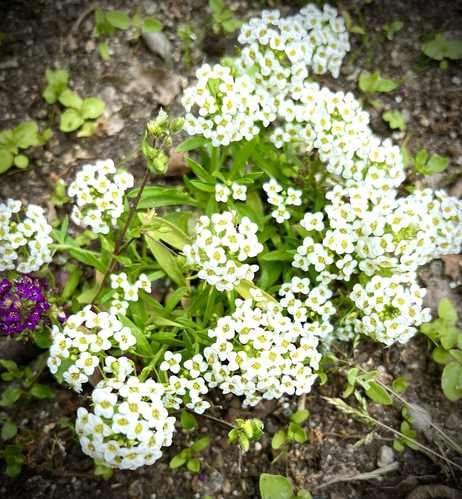 Allysum flowers are small White ones in clusters. They grow close to the ground.