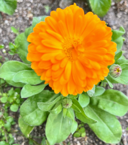 A single Orangish Marigold flower in its plant with green leaves.