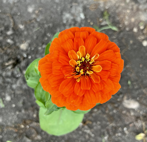 A single Zinnia flower in it’s plant. It is dark Orange color. Young plant close to the ground and soil.