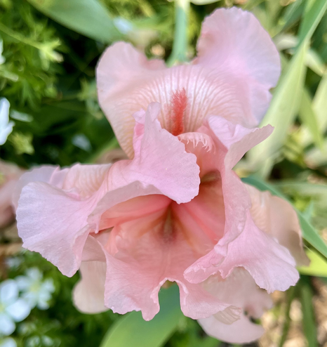 A pinkish Iris flower. Closeup.