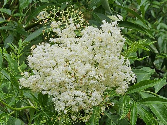 A large green bush with clusters of tiny white flowers.